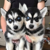 Sibirya Kurdu (Husky), Köpek  Ücretsiz Sahiplendirilicek Yavru Huskyler fotoğrafı