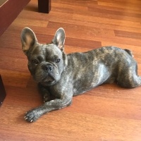 Fransız Bulldog, Köpek  Bobi fotoğrafı