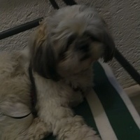 Shih Tzu, Köpek  Mochi fotoğrafı