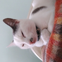 Van Kedisi, Kedi  Çakıl  fotoğrafı