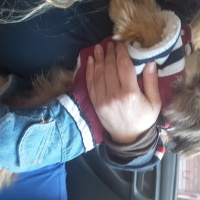 Shih Tzu, Köpek  Ateş fotoğrafı