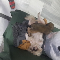 Shih Tzu, Köpek  Ateş fotoğrafı