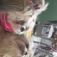 Shih Tzu, Köpek  Ateş fotoğrafı