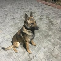 Belçika Malinois, Köpek  PAŞA VE ZEYNA fotoğrafı