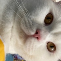 British Shorthair, Kedi  Çakıl fotoğrafı