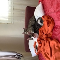 Tekir Kedi, Kedi  apo fotoğrafı