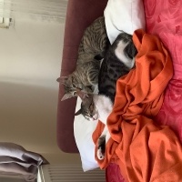 Tekir Kedi, Kedi  apo fotoğrafı