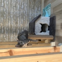 Tekir Kedi, Kedi  Mia fotoğrafı