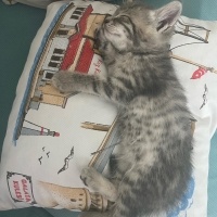 Tekir Kedi, Kedi  Mia fotoğrafı