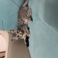 Tekir Kedi, Kedi  Mia fotoğrafı