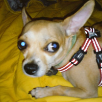 Chihuahua, Köpek  cımbız fotoğrafı