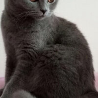 Scottish Fold, Kedi  Mocha fotoğrafı