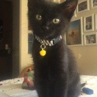 Tekir Kedi, Kedi  Rocky fotoğrafı