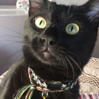 Tekir Kedi, Kedi  Rocky fotoğrafı