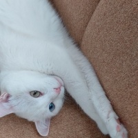 Van Kedisi, Kedi  Prenses fotoğrafı