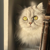 British Shorthair, Kedi  Yumak fotoğrafı