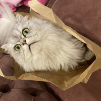 British Shorthair, Kedi  Yumak fotoğrafı