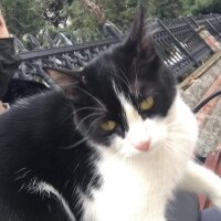 Tuxedo (Smokin) Kedi, Kedi  Mırmır fotoğrafı