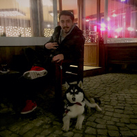 Sibirya Kurdu (Husky), Köpek  Rex fotoğrafı