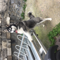 Sibirya Kurdu (Husky), Köpek  Rex fotoğrafı