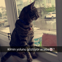 Egyptian Maular, Kedi  Minnoş fotoğrafı