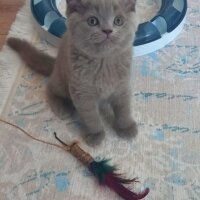 British Shorthair, Kedi  Leo fotoğrafı