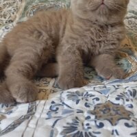 British Shorthair, Kedi  Leo fotoğrafı