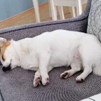 Pomeranyalı, Köpek  Angel fotoğrafı