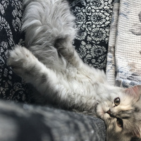Chinchilla, Kedi  müezza fotoğrafı