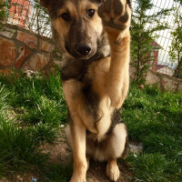 Sokö (Sokak Köpeği), Köpek  Pako fotoğrafı