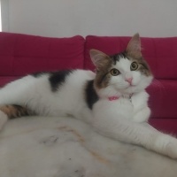 Tekir Kedi, Kedi  pamuk fotoğrafı