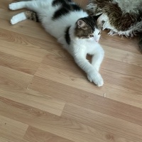 Tekir Kedi, Kedi  pamuk fotoğrafı