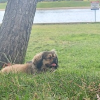 Pekingese, Köpek  Puppy fotoğrafı