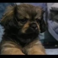 Pekingese, Köpek  Puppy fotoğrafı