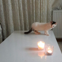 Van Kedisi, Kedi  Ponçik fotoğrafı