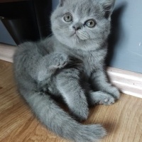 British Shorthair, Kedi  Çiko fotoğrafı