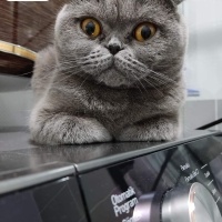 British Shorthair, Kedi  Çiko fotoğrafı