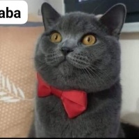 British Shorthair, Kedi  Çiko fotoğrafı