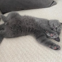British Shorthair, Kedi  Çiko fotoğrafı