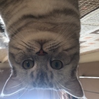 British Shorthair, Kedi  Duman fotoğrafı