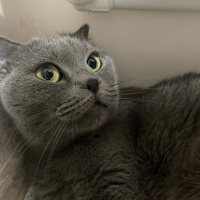 Scottish Fold, Kedi  Turşu fotoğrafı