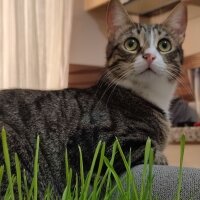 Tekir Kedi, Kedi  Mia fotoğrafı