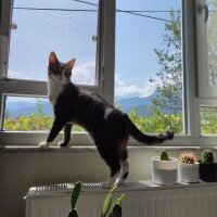 Tekir Kedi, Kedi  Mia fotoğrafı