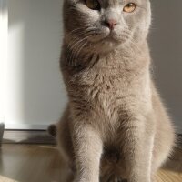 British Shorthair, Kedi  Balım fotoğrafı