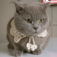 British Shorthair, Kedi  Balım fotoğrafı