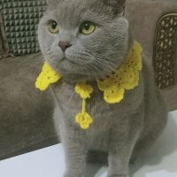 British Shorthair, Kedi  Balım fotoğrafı