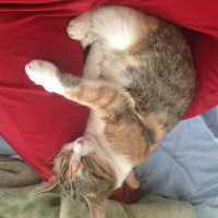 Tekir Kedi, Kedi  Müezza fotoğrafı