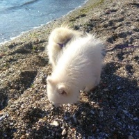 Pomeranyalı, Köpek  İce fotoğrafı