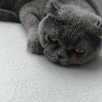 Scottish Fold, Kedi  Mia fotoğrafı