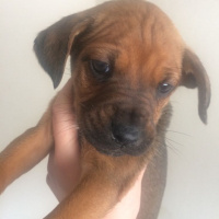Boxer, Köpek  Yok fotoğrafı